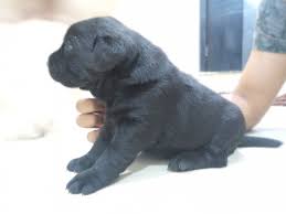 These pups are large boned, straight backed black and tan puppies. Black Labrador Retriever Puppy Available For Sale In North Goa