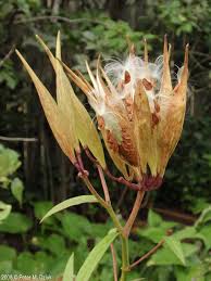 Asclepias Incarnata Swamp Milkweed Minnesota Wildflowers