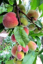 Florida Prince Peaches Beautiful Fruits Princes Peach Nature Plants