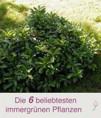 1 pflanze(n) nur € 3.99. 6 Beliebte Immergrune Pflanzen Fur Den Garten Garten Pflanzen Immergruner Garten Immergrune Pflanzen