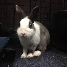 I worked for petco for almost 2 years. Baby Bunnies For Sale At Petsmart Today