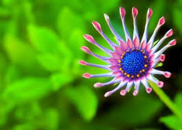 Hd Wallpapers Wallpapers Download High Resolution Wallpapers Hd Wallpapers Wallpapers Download High Resolution Wallpapers Consists Of Nature Wallpapers Best Flower Wallpaper Flower Images Wallpapers Macro Photography Nature