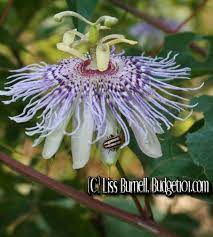 Passionflower Stress Reliever Tips N Tricks How To Relieve Stress Natural Stress Relievers Natural Remedies For Stress