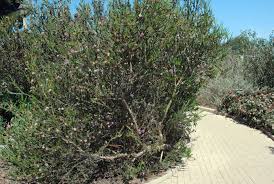 Image result for Melaleuca sp. A (Biegel 5741)
