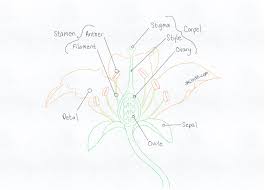 Maybe you would like to learn more about one of these? 8 Tips To Create Simple Flower Drawings For Beginners Jae Johns