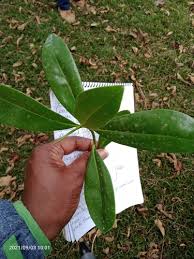 Image result for Warburgia ugandensis