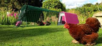 Modern Chicken Coop Eglu Go Keeping Chickens Chicken Coop Chickens