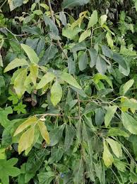 Image result for Rhoicissus revoilii