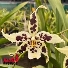 Image result for Bulbophyllum schinzianum