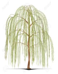 Maybe you would like to learn more about one of these? Weeping Willow Tree Royalty Free Cliparts Vectors And Stock Illustration Image 83867874