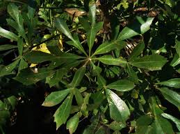 Image result for Cussonia sessilis