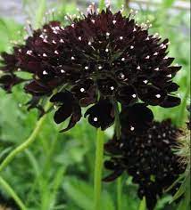 Flower Of The Day Scabiosa Unusual Flowers Planting Flowers Flower Garden