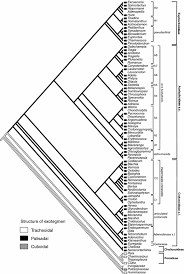 Image result for Argomuellera