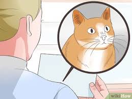 كيفية نقل القطط بالطائرة صور توضيحية Wikihow