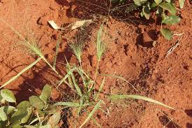 Image result for Eragrostis aspera