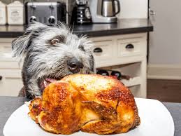 We did not find results for: The Dog Trainer How To Stop Your Dog From Stealing Food Dog Trainer Quick And Dirty Tips