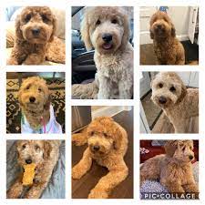 Puppies are cream, apricot & red. Montgomery Goldendoodles By Debrosse Products Services Llc Montgomery Oh
