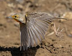 Image result for Leucas capensis