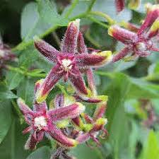 Image result for Periploca