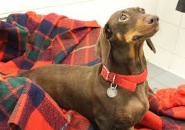 The sporty and devoted dachshund is an elongated, vigorous, muscular dog with short legs. 9 Miniature Dachshunds Looking For New Home