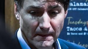 Attack of the killer pine cones! Bunya trees dropping bumper crop of giant  cones in Parramatta