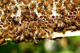 Eigentlich braucht man zum einfangen eines bienenschwarmes daher keine schutzkleidung. Bienen Im Garten Was Tun Wenn Sich Ein Bienenschwarm Niederlasst