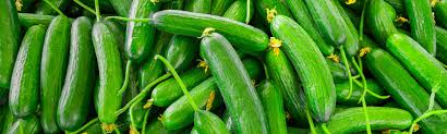 Image result for Cucumis ficifolius
