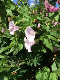 Image result for site:byggahus.se alträd