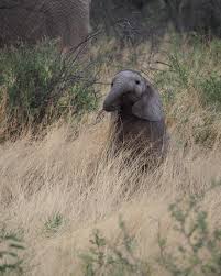 Image result for Phaeoptilum spinosum