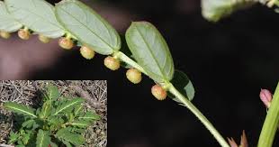 Image result for Phyllanthus