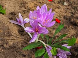 Image result for Colchicaceae