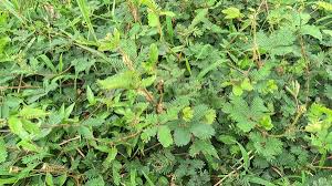 Image result for Aeschynomene