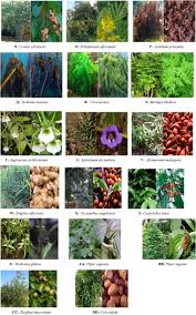 Image result for Sonchus dregeanus