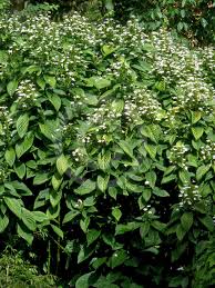 Image result for Rhinacanthus zambesiacus