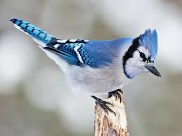 Blue Jay Identification All About Birds Cornell Lab Of