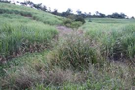 Image result for Ancylobothrys robusta