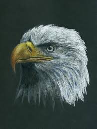 Bald Eagle Black And White Drawing Kristee Mays Creative Black Paper Drawing Color Pencil Art Color Pencil Sketch