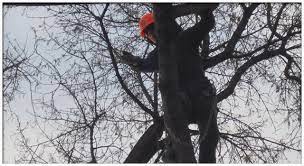 Need Tree Pruning In Edmonton Tree Pruning Tree Service Shrubs