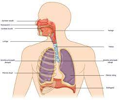 Sunt organe complexe, de consistenta spongioasa cu tesut elastic, care au rolul de a inspira si expira dioxidul de carbon. Care Sunt Cele Mai Frecvente Boli Ale Sistemului Respirator Provincia News