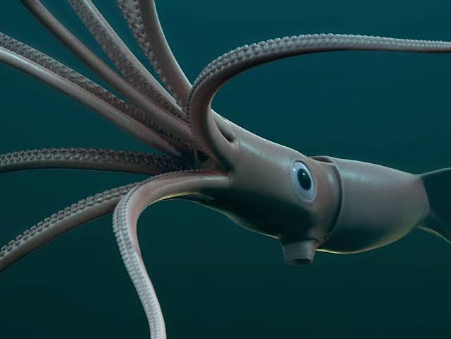Giant squid caught by fisherman dubbed a 'monster of the deep' | indy100