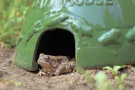 We did not find results for: How To Attract Toads To The Garden Hgtv