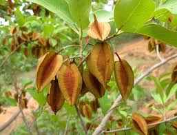 Image result for Combretum