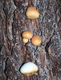 Mushrooms that grow on trees. The Magic Of Mushrooms At Lake Tahoe Toree S Stories Sierrasun Com
