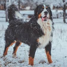 Our other dog, marley has really calmed down a lot. Bernese Mountain Dog Pdsa