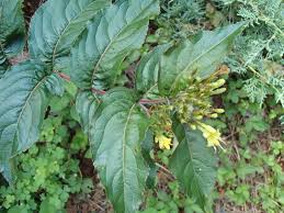 Image result for Caprifoliaceae