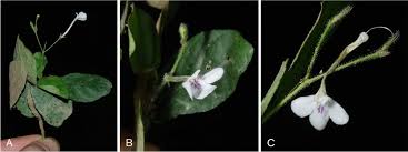 Image result for Rhinacanthus submontanus