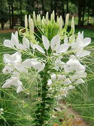 Cleome White Queen Flower Garden Pictures Flower Garden Plants