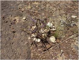 Image result for Stanfieldiella imperforata