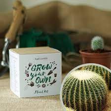 For cactus enthusiasts, growing cactus from seeds is rewarding though it requires patience as they sometimes take longer to thrive. Plants From Seed Grow Your Own Golden Barrel Cactus Plants Seeds Bulbs Ecog Garden Outdoors