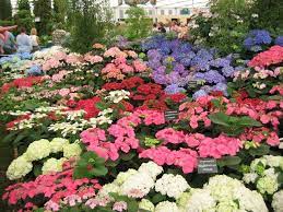 Blue Hydrangea Flowers Hydrangea Plant Stunning Hydrangea Plants Are Available In Pink Or Growing Hydrangeas Blue Hydrangea Flowers Hydrangea Flower
